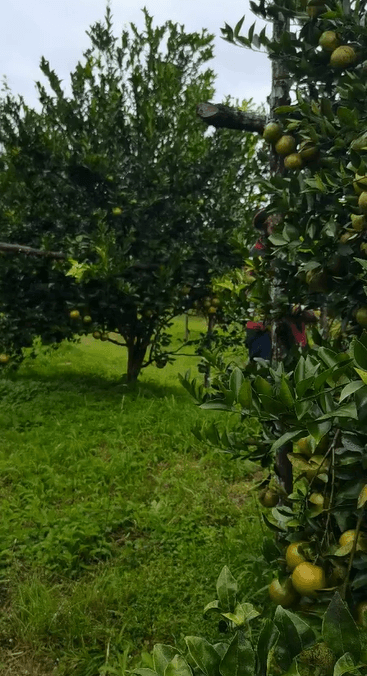 The orange garden in Timika: Papuan land, Papuan care, Papuan harvest.