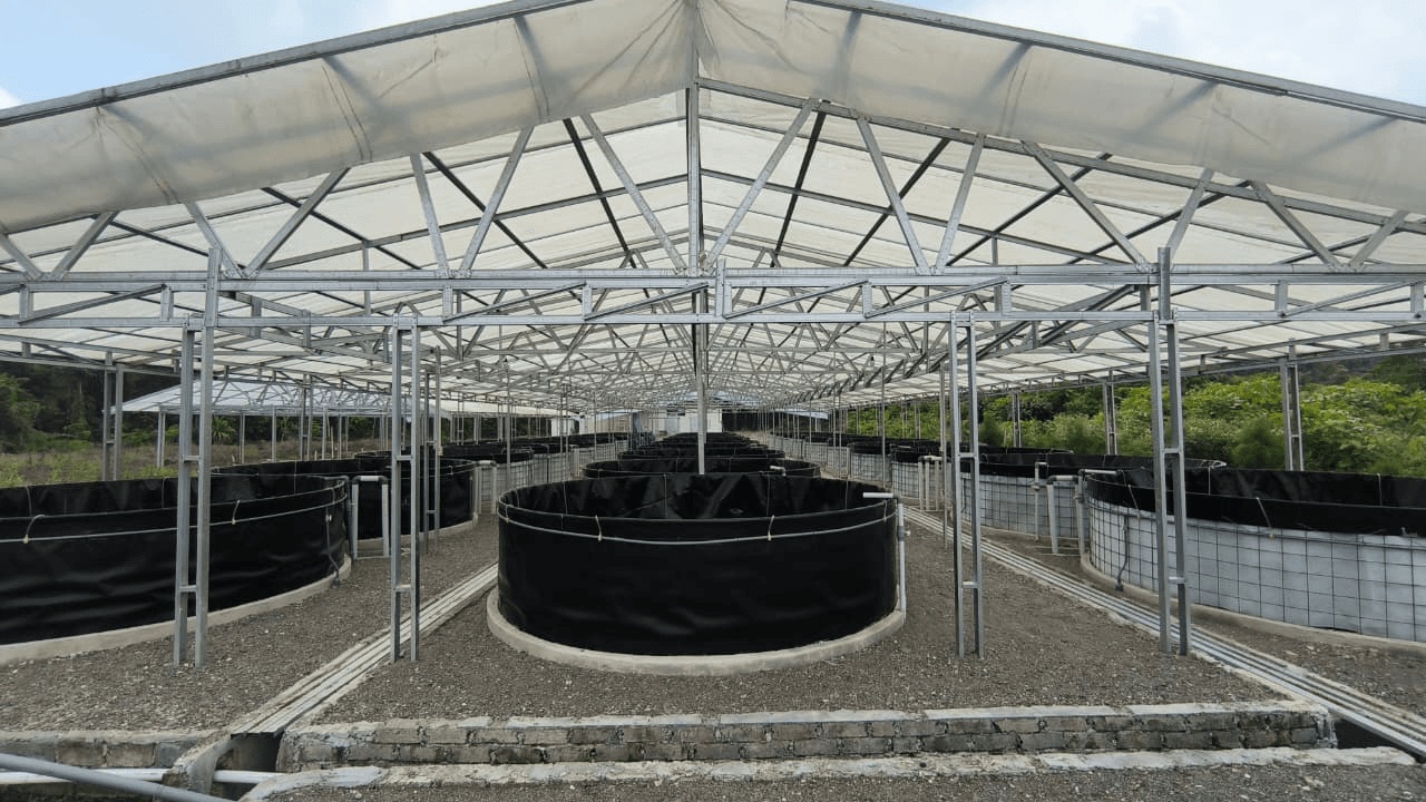 Internal view of Area 01 biofloc tanks and access paths